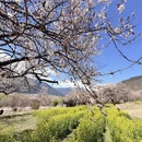 林芝旅游 缩略图 7