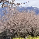 林芝旅游 缩略图 5