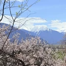 林芝旅游 缩略图 2
