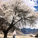林芝旅游 缩略图 1