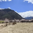 林芝旅游 缩略图 2
