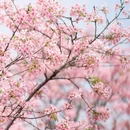 广州旅游 缩略图 8