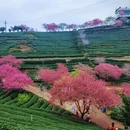 龙岩旅游 缩略图 3
