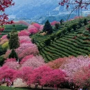 龙岩旅游 缩略图 5