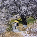 林芝旅游 缩略图 1