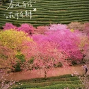 龙岩旅游 缩略图 9