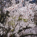 林芝旅游 缩略图 9