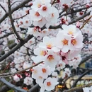 林芝旅游 缩略图 3