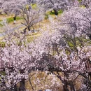 林芝旅游 缩略图 2