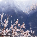 林芝旅游 缩略图 4