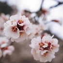 林芝旅游 缩略图 8