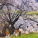 林芝旅游 缩略图 5