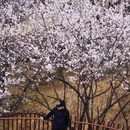 林芝旅游 缩略图 7