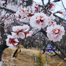 林芝旅游 缩略图 15