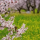 林芝旅游 缩略图 18