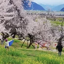 林芝旅游 缩略图 17