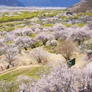林芝旅游 缩略图 13