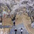 林芝旅游 缩略图 14