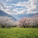 林芝旅游 缩略图 7