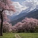 林芝旅游 缩略图 3