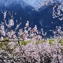林芝旅游 缩略图 10