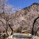 林芝旅游 缩略图 1
