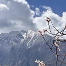 林芝旅游 缩略图 9