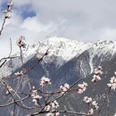 林芝旅游 缩略图 7
