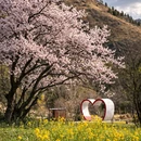 林芝旅游 缩略图 6