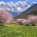 林芝旅游 缩略图 2