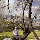 林芝旅游 缩略图 2