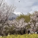 林芝旅游 缩略图 4