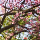龙岩旅游 缩略图 9