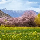 林芝旅游 缩略图 2