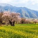 林芝旅游 缩略图 5