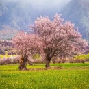 林芝旅游 缩略图 6