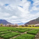 林芝旅游 缩略图 7