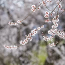 林芝旅游 缩略图 10