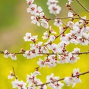 林芝旅游 缩略图 9