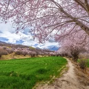 林芝旅游 缩略图 16