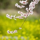 林芝旅游 缩略图 11