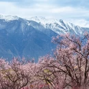 林芝旅游 缩略图 12