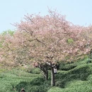 龙岩旅游 缩略图 1