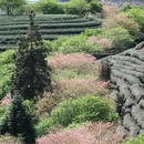 龙岩旅游 缩略图 5