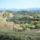 龙岩旅游 缩略图 7