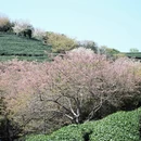 龙岩旅游 缩略图 8