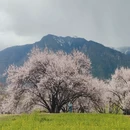 林芝旅游 缩略图 1