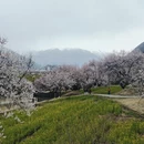 林芝旅游 缩略图 4