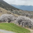 林芝旅游 缩略图 6
