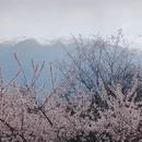 林芝旅游 缩略图 3